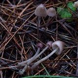 Mycena capillaripes image