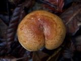 Lactarius rubrilacteus image