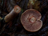 Lactarius rubrilacteus image