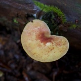 Tricholomopsis rutilans image