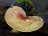 Tricholomopsis rutilans image