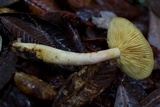 Tricholomopsis rutilans image