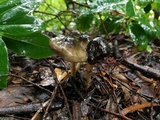 Image of Zhuliangomyces olivaceus