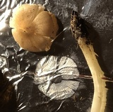 Leucoinocybe lenta image