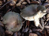 Russula aeruginea image