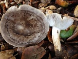 Tricholoma griseoviolaceum image