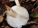 Tricholoma griseoviolaceum image