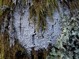Pertusaria amara f. amara image