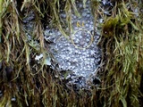 Pertusaria amara f. amara image