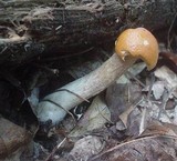 Boletus longicurvipes image