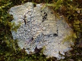 Pertusaria hymenea image