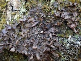 Nephroma laevigatum image