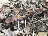 Psathyrella bipellis image