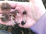Psathyrella bipellis image