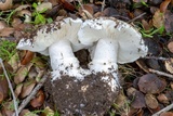 Leucoagaricus amanitoides image