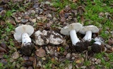Leucoagaricus amanitoides image