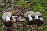 Leucoagaricus amanitoides image
