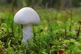 Amanita virosa image