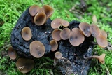 Ciboria batschiana image