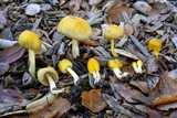 Bolbitius titubans var. olivaceus image