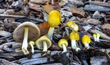Bolbitius titubans var. olivaceus image