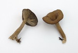Pseudoclitocybe cyathiformis image