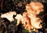 Cantharellus velutinus image