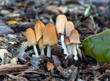 Parasola auricoma image
