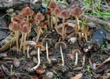 Parasola conopilea image