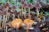 Parasola conopilea image