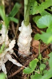 Helvellosebacina concrescens image