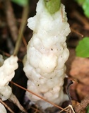 Helvellosebacina concrescens image