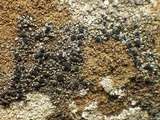 Toninia aromatica image