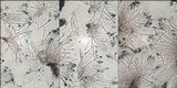 Toninia aromatica image