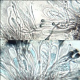 Toninia aromatica image