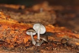 Mycena aprilis image