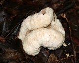 Entoloma abortivum image