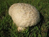 Calvatia craniiformis image