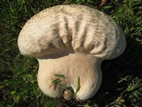 Calvatia craniiformis image