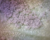 Peronospora corydalis image