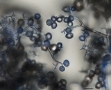 Peronospora corydalis image