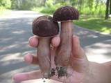 Tylopilus badiceps image