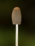 Parasola auricoma image