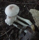 Leucocoprinus cepistipes image