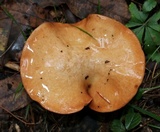 Suillus weaverae image