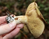 Suillus weaverae image