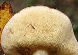 Suillus weaverae image