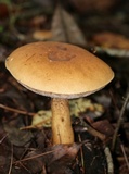 Tylopilus felleus image