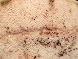 Tylopilus felleus image