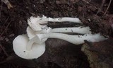 Leucocoprinus cepistipes image